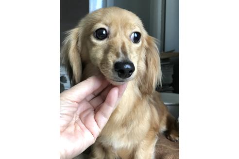 販売中のミニチュアダックスフンド(ロングヘアード)の親犬