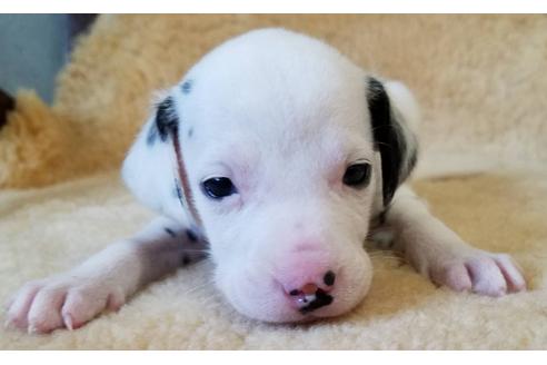 北海道のダルメシアン 男の子 08 15生まれ ブラック ホワイト 子犬id ブリーダーナビ