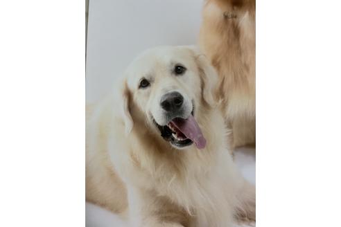 販売中のゴールデンレトリーバーの親犬