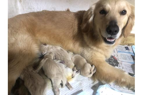 販売中のゴールデンレトリーバーの親犬