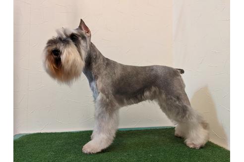 販売中のミニチュアシュナウザーの親犬