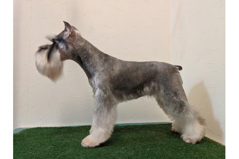 販売中のミニチュアシュナウザーの親犬