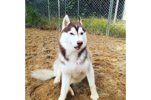販売中のシベリアンハスキーの親犬
