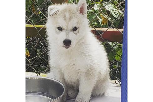 茨城県のシベリアンハスキー 男の子 09 12生まれ 骨太のイケメンくん 子犬id ブリーダーナビ