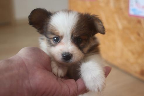北海道のパピヨン 男の子 08 31生まれ 甘えん坊で可愛いですよ 子犬id 1108 ブリーダーナビ