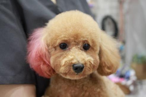 販売中のトイプードルの親犬