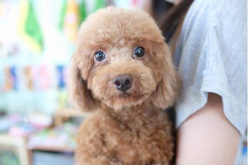 販売中のトイプードルの親犬