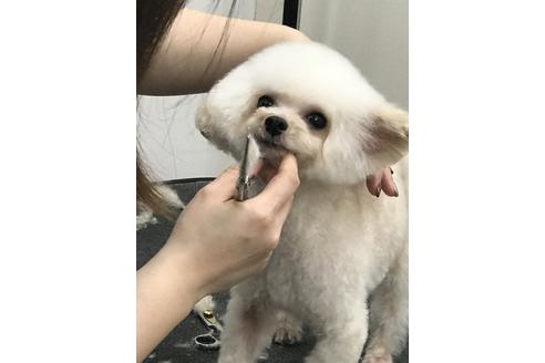 販売中のトイプードルの親犬