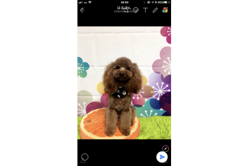 販売中のトイプードルの親犬