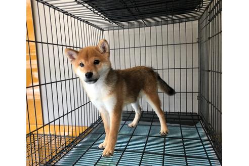 千葉県の柴犬 男の子 2020 06 07生まれ モデル犬 可愛い小柴ちゃん 子犬id 105099 ブリーダーナビ