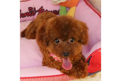販売中のタイニープードルの親犬