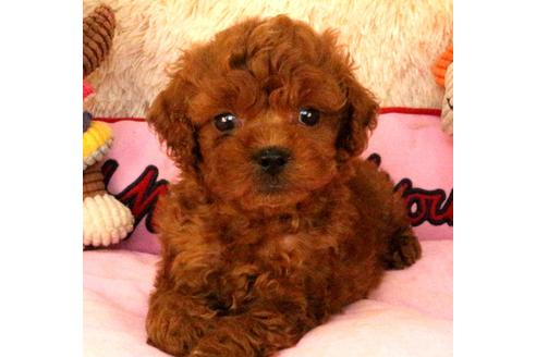 茨城県でトイプードルの子犬を探す ブリーダーナビ
