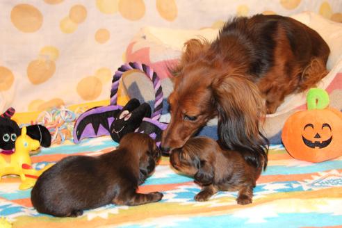 販売中のカニンヘンダックスフンド(ロングヘアード)の親犬