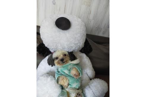 販売中のミックス犬の親犬