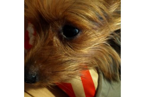 販売中のミックス犬の親犬