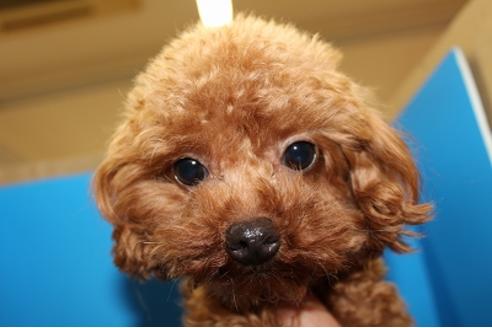 販売中のトイプードルの親犬