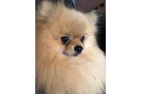 販売中のポメラニアンの親犬