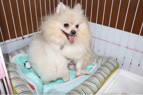 販売中のポメラニアンの親犬