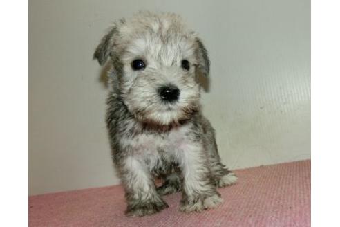 長崎県のミニチュアシュナウザー 男の子 09 16生まれ ホワイト系のシュナウザーです 子犬id ブリーダーナビ