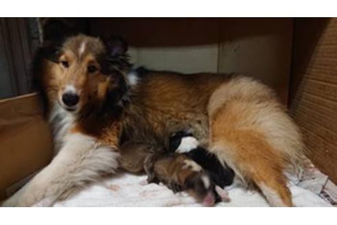 販売中のシェットランドシープドッグ(シェルティ)の親犬
