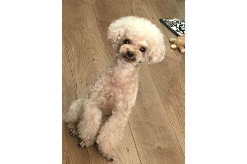販売中のトイプードルの親犬