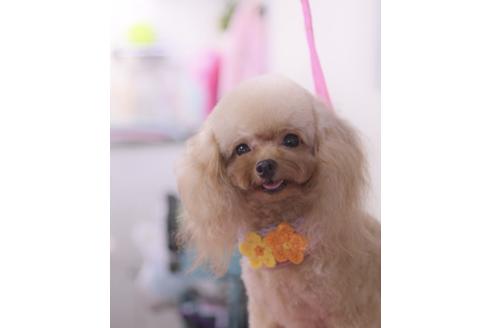 販売中のトイプードルの親犬