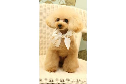 販売中のティーカッププードルの親犬