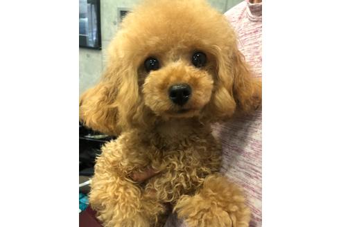 販売中のティーカッププードルの親犬