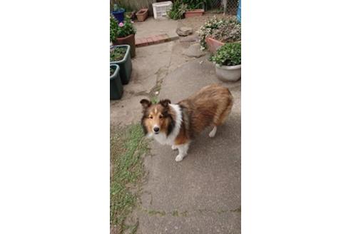 販売中のシェットランドシープドッグ(シェルティ)の親犬