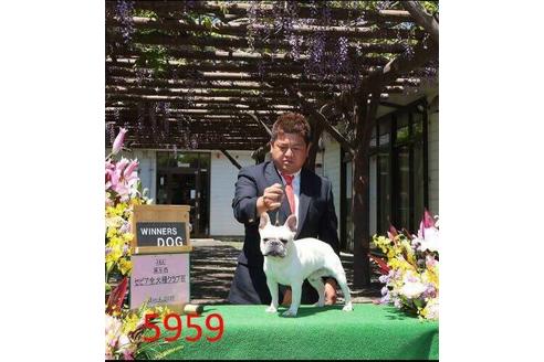 販売中のフレンチブルドッグの親犬