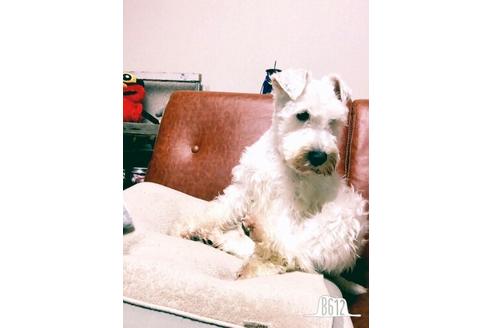 販売中のミニチュアシュナウザーの親犬