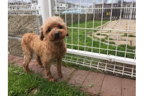 販売中のマルプー:マルチーズ×トイプードルの親犬