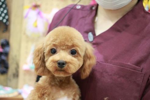 販売中のトイプードルの親犬