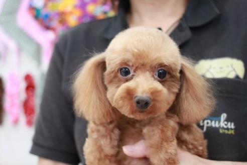 販売中のトイプードルの親犬