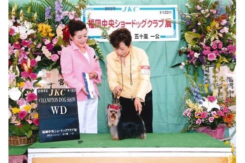 販売中のヨークシャーテリアの親犬