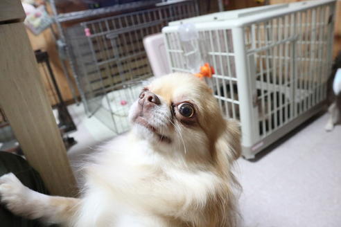 販売中のチワワ(ロングコート)の親犬