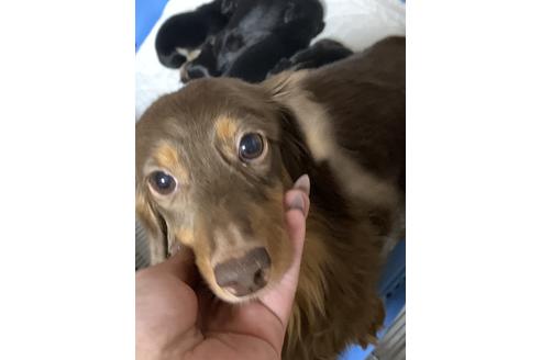 販売中のミニチュアダックスフンド(ロングヘアード)の親犬