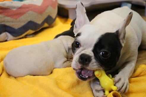 販売中のフレンチブルドッグの親犬