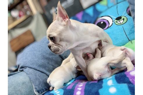 販売中のフレンチブルドッグの親犬
