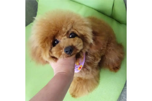 販売中のタイニープードルの親犬