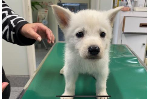 山梨県のホワイトシェパード 男の子 09 13生まれ ホワイト 白 子犬id ブリーダーナビ