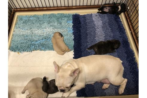 販売中のフレンチブルドッグの親犬
