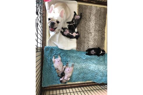 販売中のフレンチブルドッグの親犬