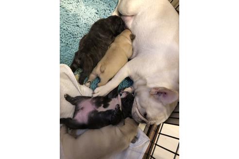 販売中のフレンチブルドッグの親犬