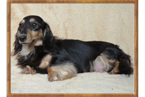 販売中のミニチュアダックスフンド(ロングヘアード)の親犬