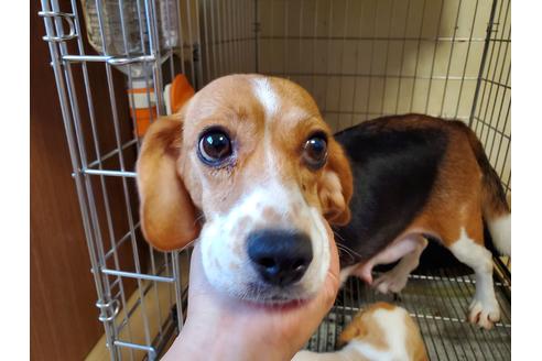 販売中のビーグルの親犬