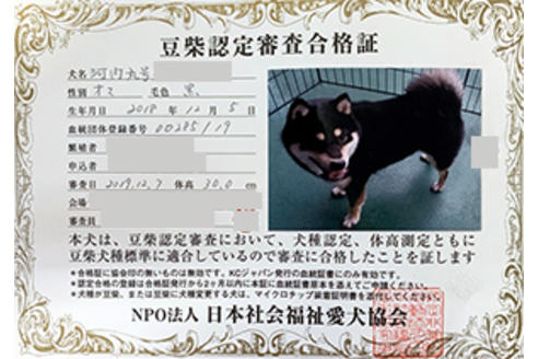 販売中の豆柴の親犬