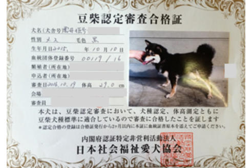 販売中の豆柴の親犬