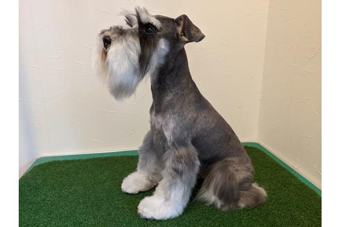 販売中のミニチュアシュナウザーの親犬