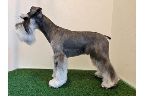 販売中のミニチュアシュナウザーの親犬